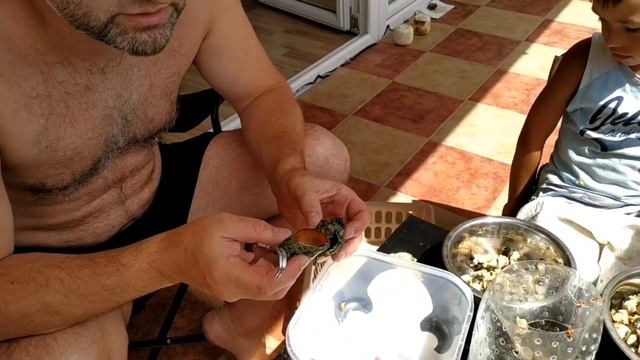 Извлекаем мясо  рапана! Черногория!  We Extract Meat Of The Adriatic Maluska Rapana (Montenegro)