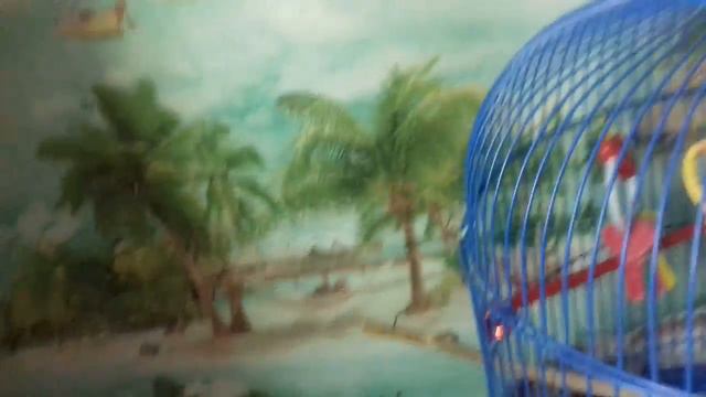 Как ухаживать за волнистый попугаем. Мы с Никулей в помощь. Привет каналу PATS SHOW и Жора! 😊 смотреть онлайн