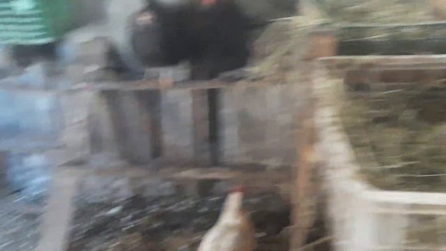 Как живут в сильные морозы индоутки,утки и другие домашние птицы. смотреть онлайн