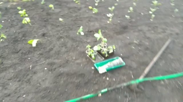 Огородные дела или месим грязь.Посадили часть рассады /посеяли огурцы,кабачки и кукурузу. смотреть онлайн