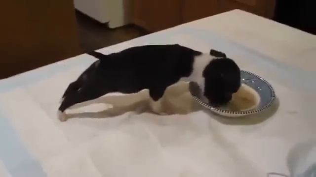 Смешной щенок УПС УПС УПС =) Funny puppy UPS UPS UPS =) смотреть онлайн