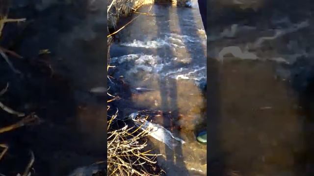 Рыбалка. Щука. Ловим щуку руками. Разлив. смотреть онлайн