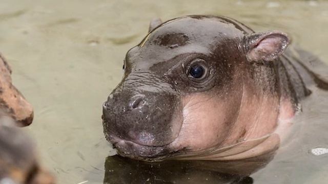 ТОП САМЫХ СТРАННЫХ ДЕТЕНЫШЕЙ ЖИВОТНЫХ смотреть онлайн