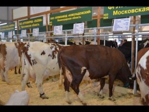 Молочные породы КРС. Выставка Золотая Осень-2015