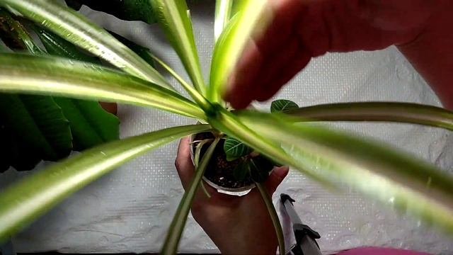 Куда стреляет молочай Euphorbia смотреть онлайн