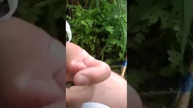 Линь царская рыба! Эмоции выше моего подсознания! смотреть онлайн