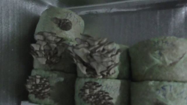 результат технологии с пакетами для мусора на 30л смотреть онлайн