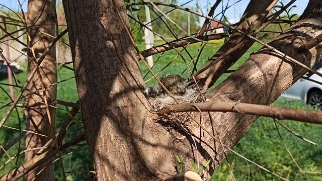 зеленушка обыкновенная, птенцы. смотреть онлайн