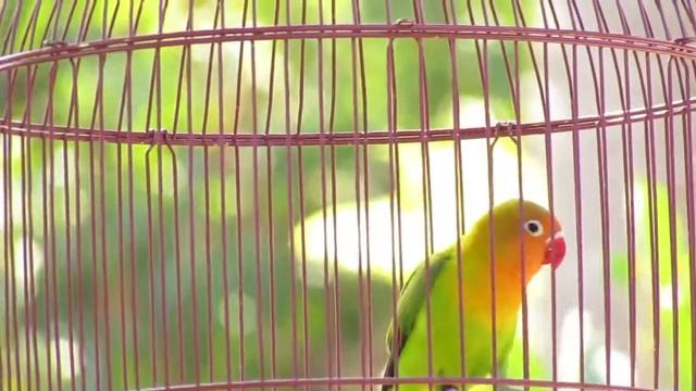 Test Video Canon Powershot SX430 IS