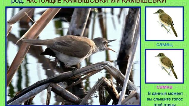 Камышевка. Камышовка. Африканский регион. Голоса птиц