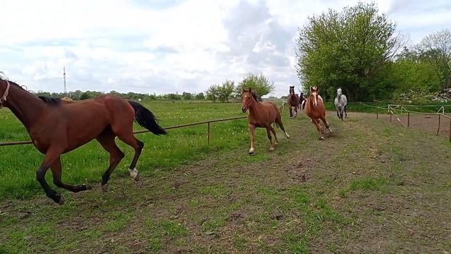 Табун коней, загін коней в Польщі смотреть онлайн