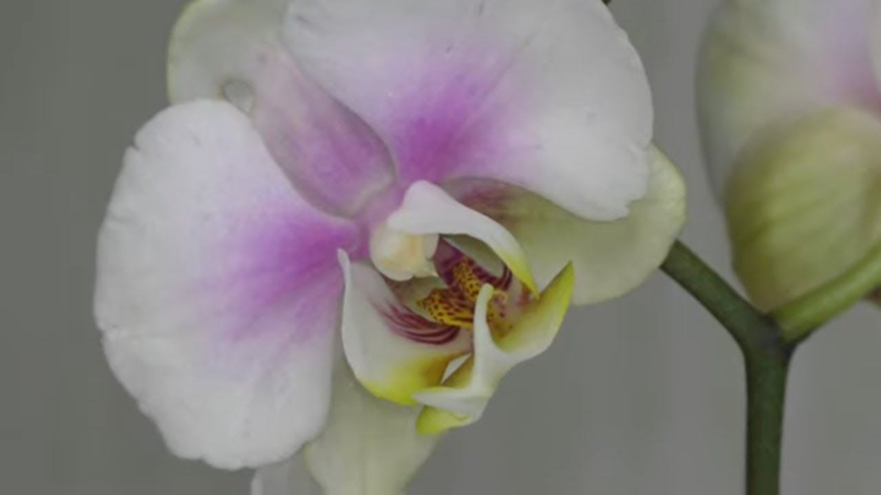 СОРТОВАЯ ОРХИДЕЯ - УЦЕНКА 