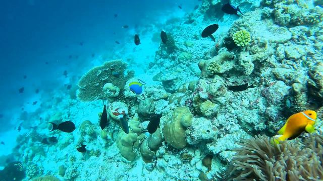 Maldivian Nemo- Ukulhas Reef- Maldives Snorkeling 2023