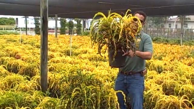 Jamacian Dreadlock Croton смотреть онлайн