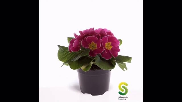 primula acaulis смотреть онлайн