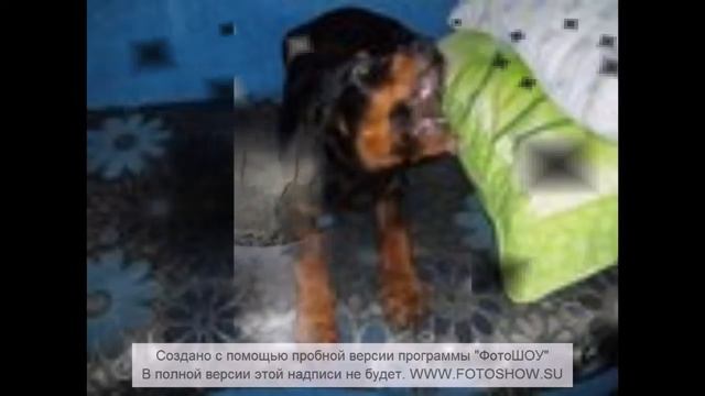 ротвейлер смотреть онлайн
