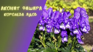 Королева ядов. Аконит Фишера.