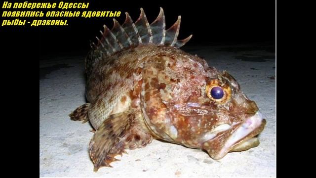 рыба дракон бывает разной смотреть онлайн