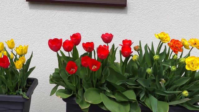 Дача на озере. Тюльпаны смотреть онлайн