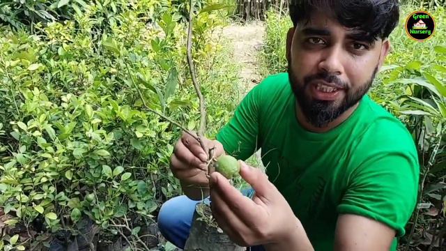 Kolkata ka best Online Nursery//All Over India Home delivery Available//All matured plant Available смотреть онлайн
