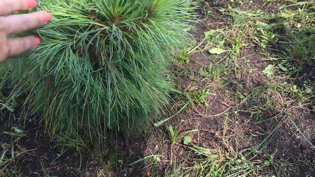 Моя любимая дача 28 июля 2017 года. смотреть онлайн