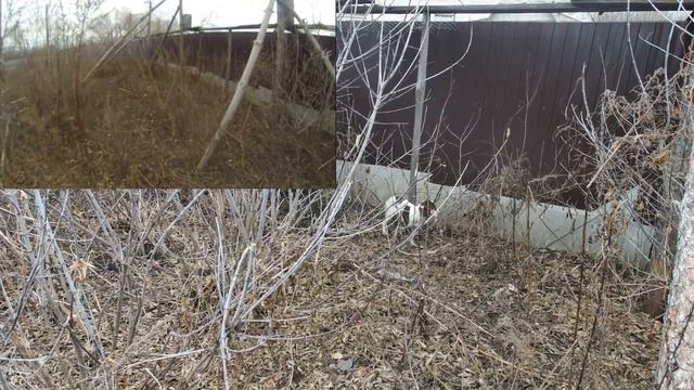 тест спрингера вольерным фазаном смотреть онлайн