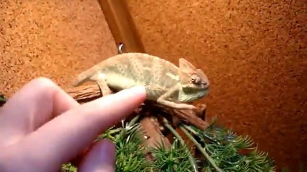 Хамелеон ( Сhameleon)