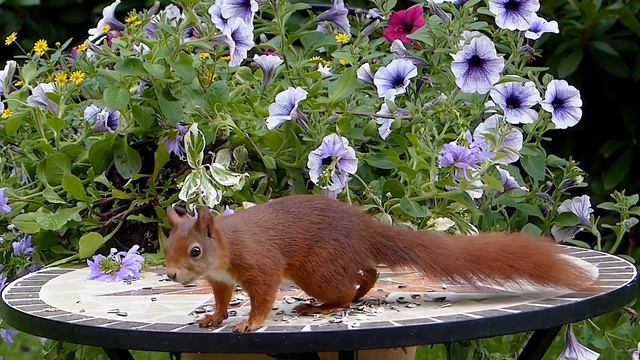 ЗВУКИ И ГОЛОСА ДОМАШНЫХ И ДИКИХ ЖИВОТНЫХ В ПРИРОДЕ 2020 Г-2021 Г смотреть онлайн