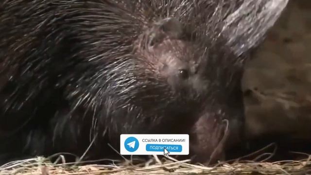 Дикобраз - забавный и колючий зверь! смотреть онлайн