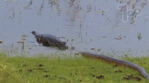 Почему Река Амазонка Создает Монстров?