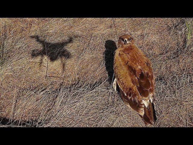 Орел степной. Самый смелый хищник! Steppe eagle. Апшеронский национальный парк смотреть онлайн