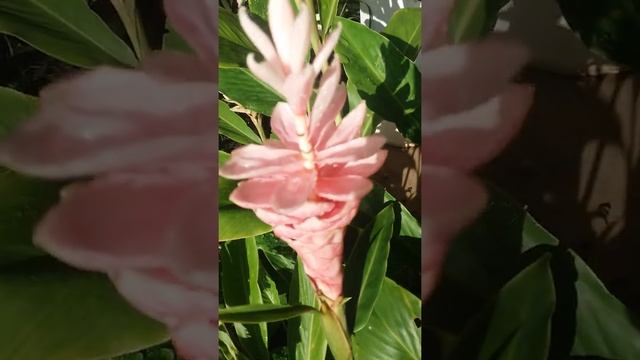 Alpinia Purpurata Rosa Do Meu Jardim.
