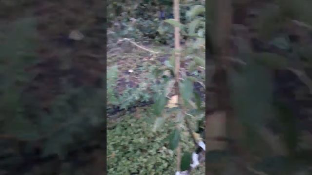 Груша Дельбарю(снежинка) смотреть онлайн