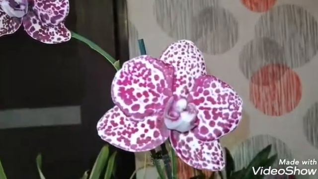 Цветение орхидей! Сентябрь, часть 3. смотреть онлайн