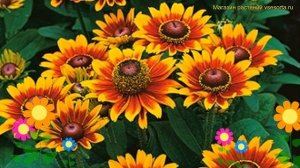 Рудбекия волосистая Тото Рустик. Краткий обзор, описание характеристик rudbeckia hirta Toto Rustic