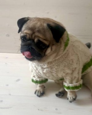 Свитер для мопса спицами ч.2