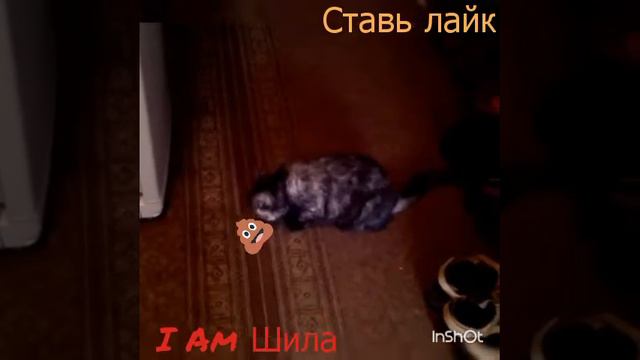 кошка ищет смайлы смотреть онлайн