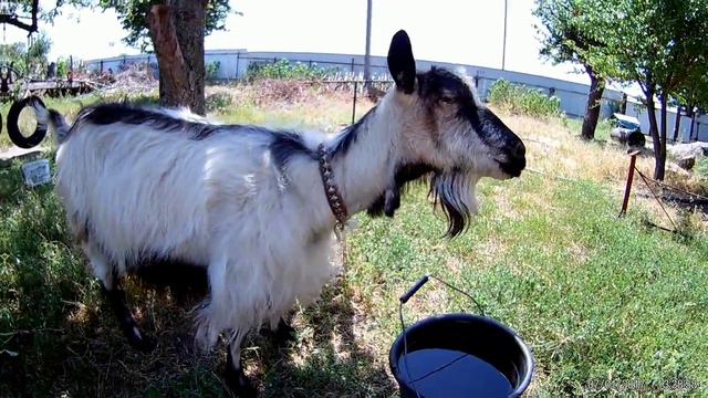 Козааа!!!! Снято на Экен H9R . смотреть онлайн