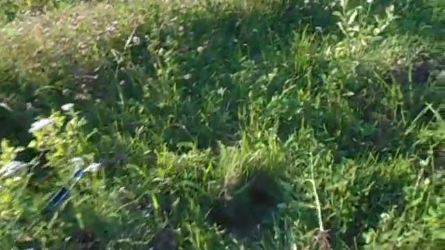 Французский сорт яблони Женева Эрли. удивил своей зимостойкостью! смотреть онлайн