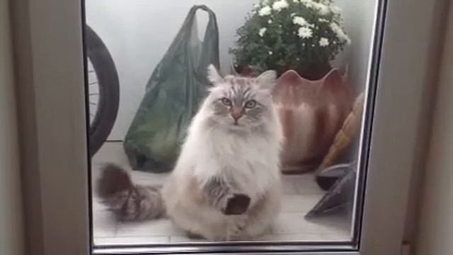 Замуровали демоны или Кот на балконе. смотреть онлайн