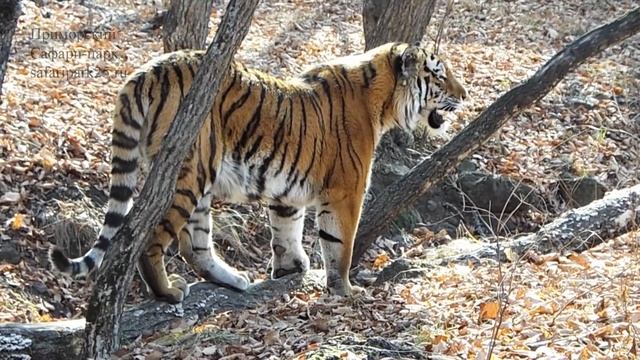 ШЕРХАН 28.11.2018