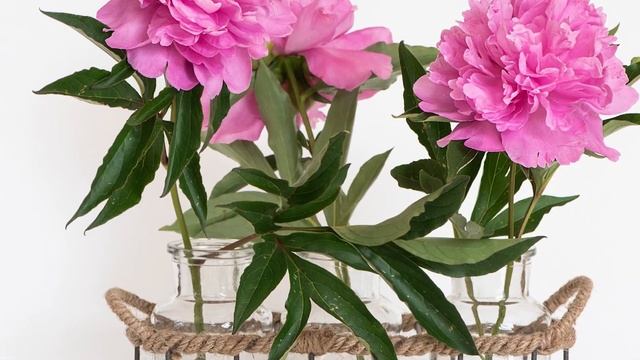 ЛЕЧЕБНЫЕ и МАГИЧЕСКИЕ СВОЙСТВА ПИОНА .КАК ПРАВИЛЬНО САДИТЬ ПИОН ВОЗЛЕ ДОМА для достатка ? #часть1 смотреть онлайн