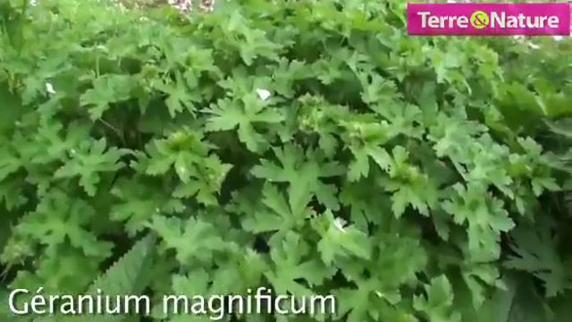 Présentation D Un Massif De Geraniums