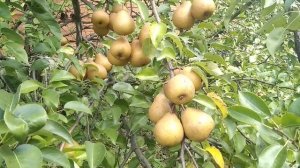 ☼Сорт груши Декабринка