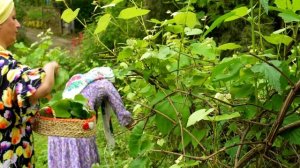 Фаршированные виноградные листья (Долма) Азербайджанская Кухня Деревенская Кухня  Рецепты