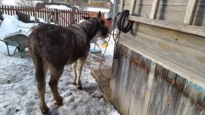 Как кричит осел !!!!!