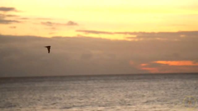 УЛЕТАЙ НА КРЫЛЬЯХ ВЕТРА — ПЕСНЯ РУСИ. Евгения Сотникова. смотреть онлайн