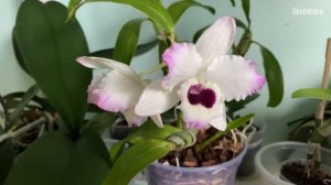 Как заставить цвести орхидею. И почему орхидея не цветёт.