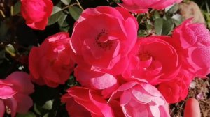 Роза флорибунда - Ангела! Роза для начинающих!