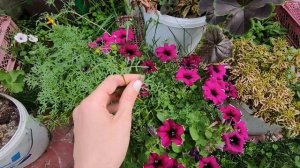 БИДЕНС ИЗ СЕМЯН.ОБЗОР РАСТЕНИЯ НА 18 ИЮЛЯ 2022.